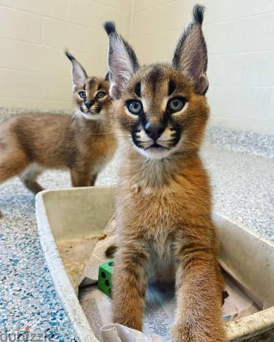 Whatsapp Me (+966) 588993320//Caracal Cats