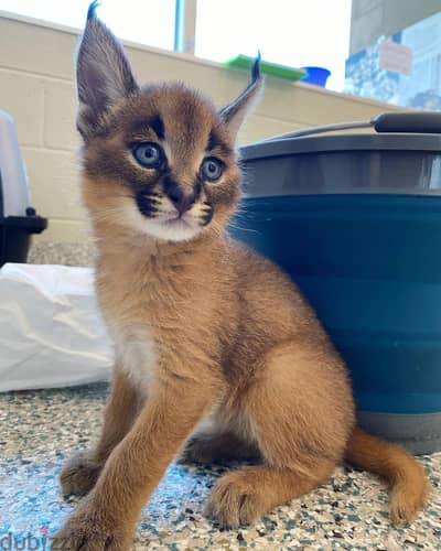 Caracal Cats//Whatsapp Me (+966) 588993320