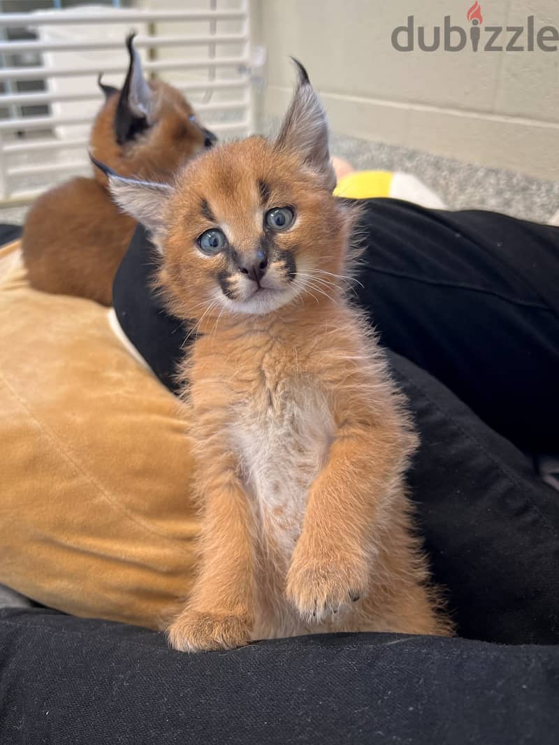 Caracal Cats//Whatsapp Me (+966) 588993320 1