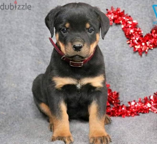 Rottweiler Puppies//Whatsapp Me (+966) 588993320 1