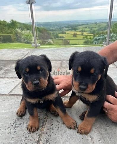 Whatsapp Me (+966) 588993320//Rottweiler Puppies