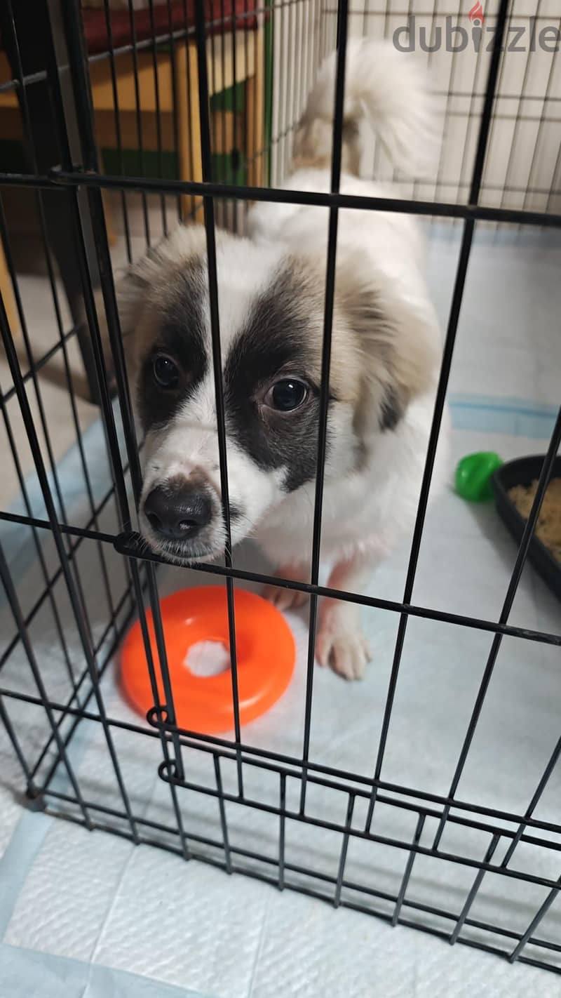 dog for sale 1