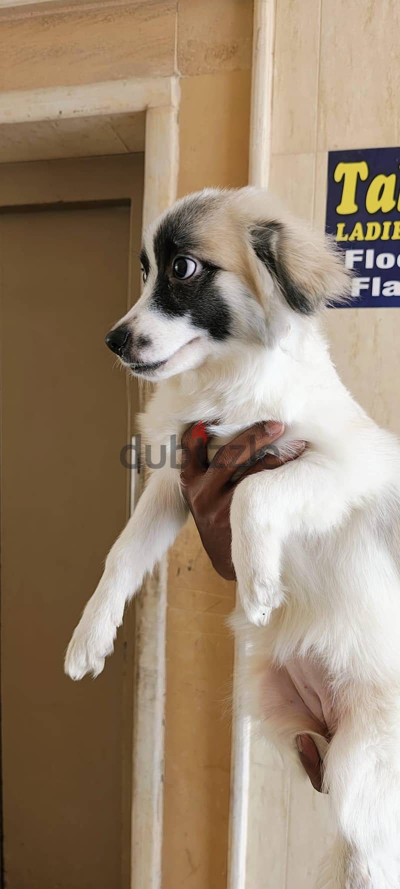 dog for sale 2