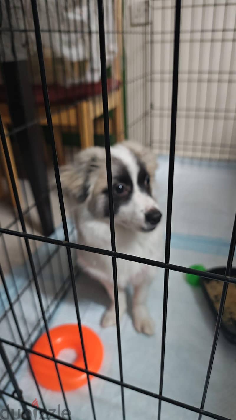dog for sale 3
