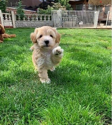 Whatsapp Me +966 (583)-921348//Maltipoo Puppies 1