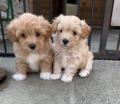 Maltipoo Puppies//Whatsapp Me +966 (583)-921348