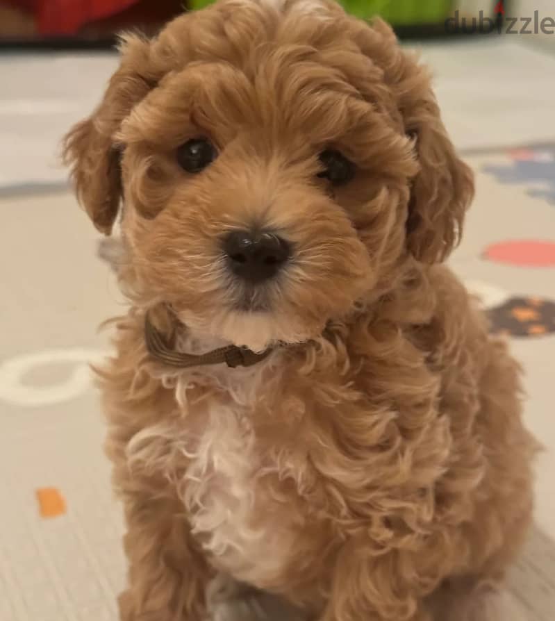 Maltipoo Puppies//Whatsapp Me +966 (583)-921348 1