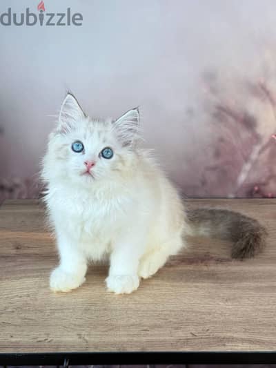 Ragdoll kittens for adoption