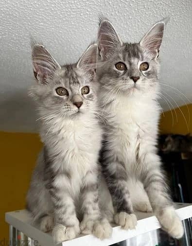 Whatsapp Me +966 (583)-921348//Maine Coon Cats