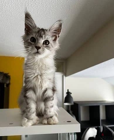 Whatsapp Me +966 (583)-921348//Maine Coon Cats 1