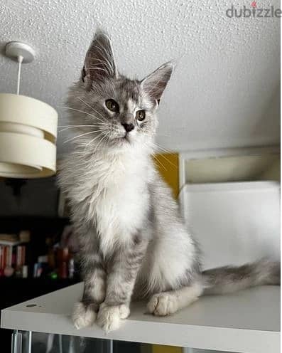 Maine Coon Cats//Whatsapp Me +966 (583)-921348 1