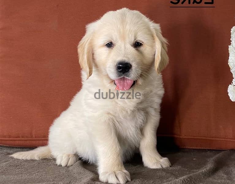 Whatsapp Me (+966) 588993320//Golden Retriever 1
