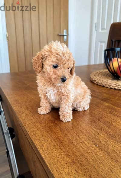 Toy Poodle Puppies//Whatsapp Me +966 (583)-921348
