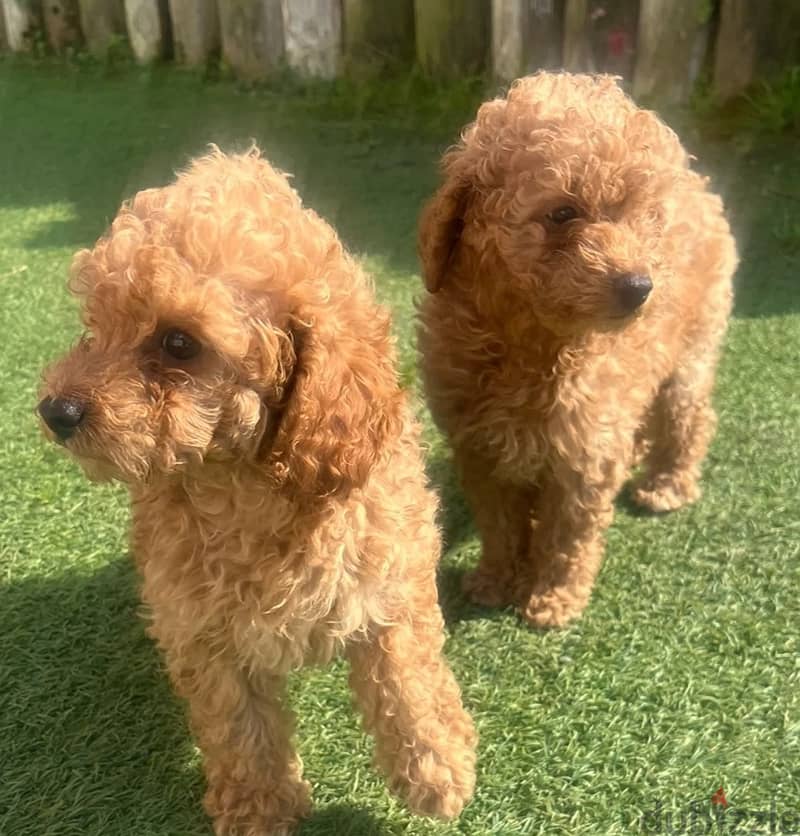 Toy Poodle Puppies//Whatsapp Me +966 (583)-921348 1