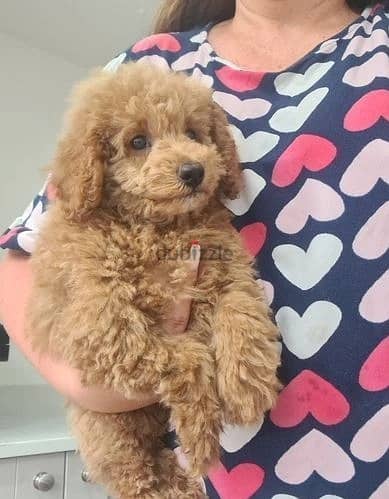 Whatsapp Me +966 (583)-921348//Toy Poodle Puppies