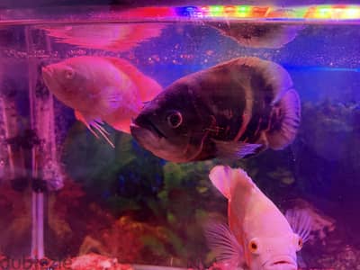 Oscar big fish for sale