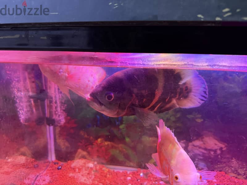 Oscar big fish for sale 1