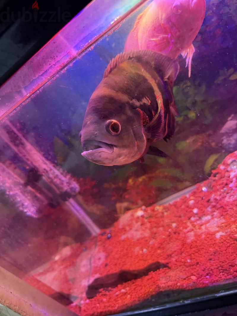 Oscar big fish for sale 2