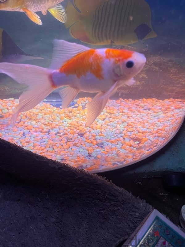fish shark silver koi 2