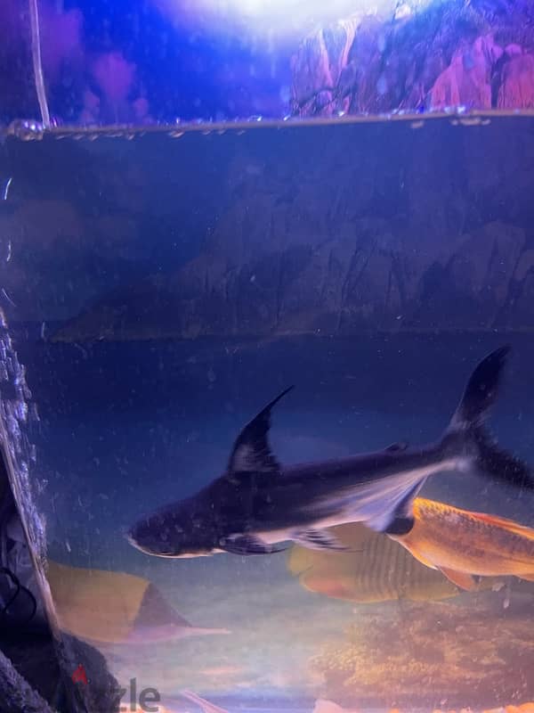 fish shark silver koi 3
