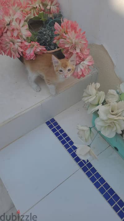 Cat for adoption for free