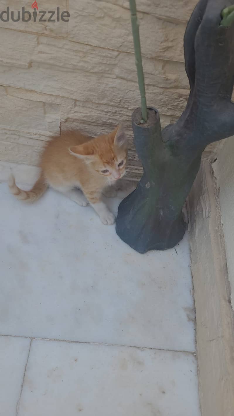 Cat for adoption for free 1