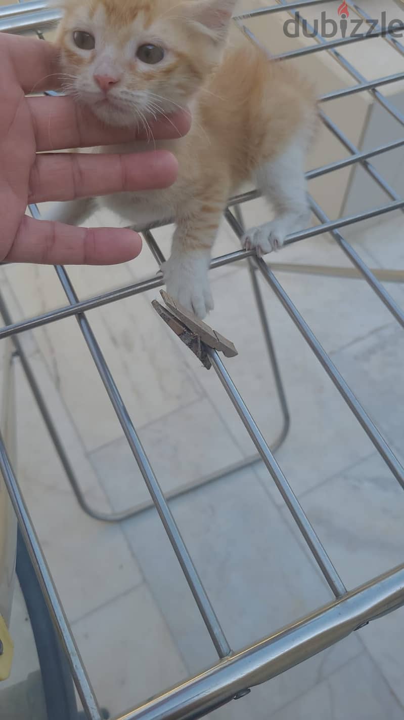 Cat for adoption for free 2