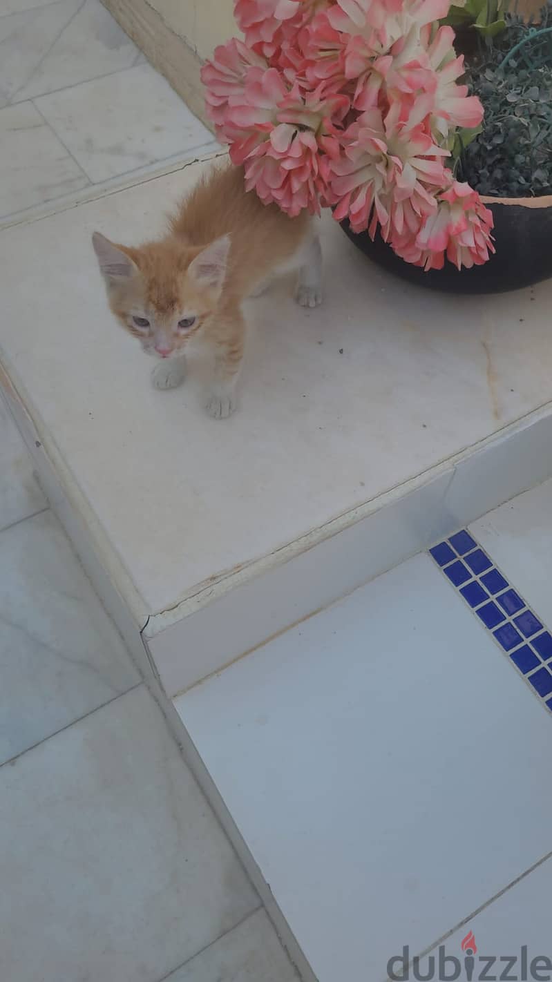 Cat for adoption for free 3