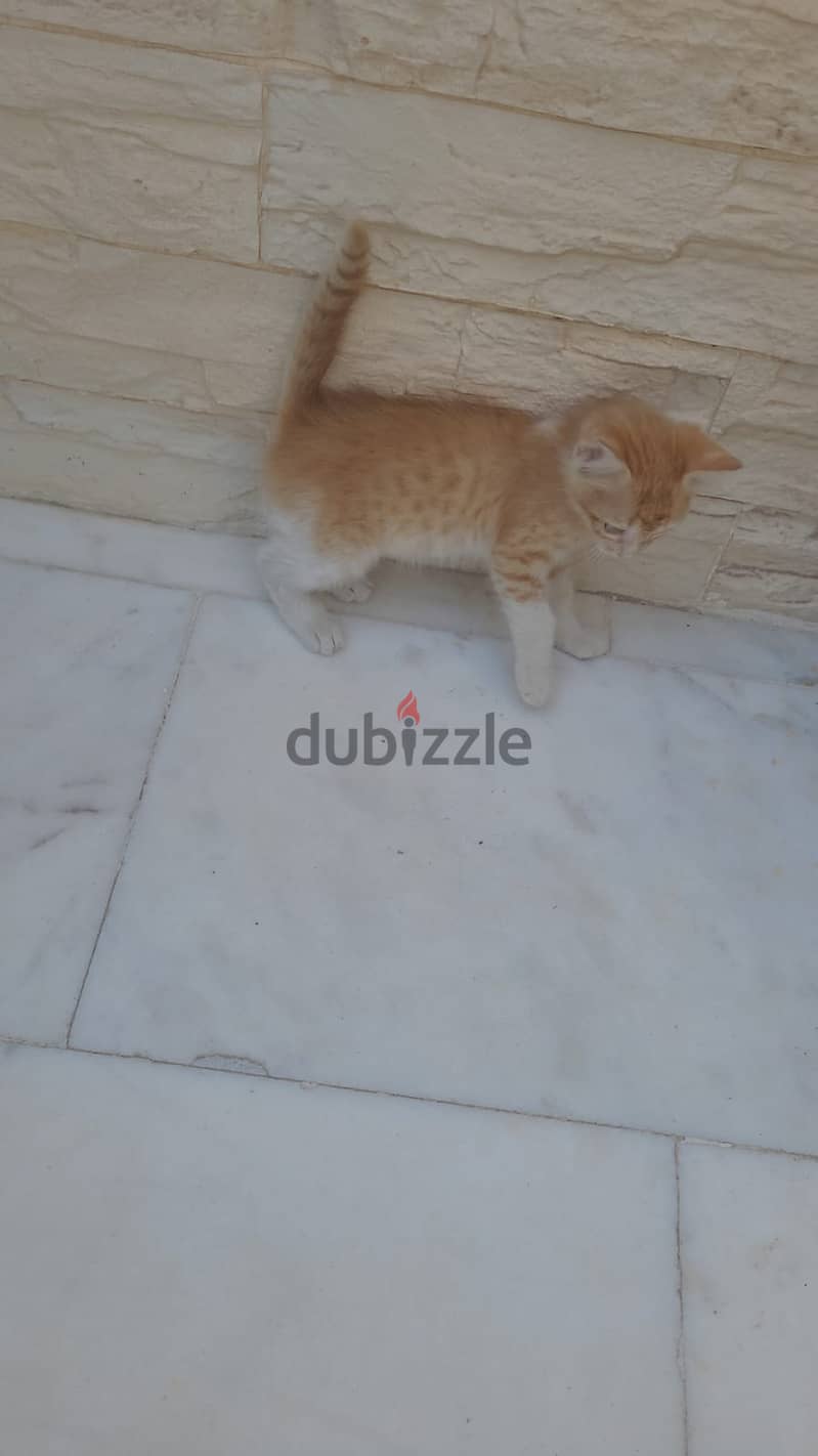 Cat for adoption for free 4