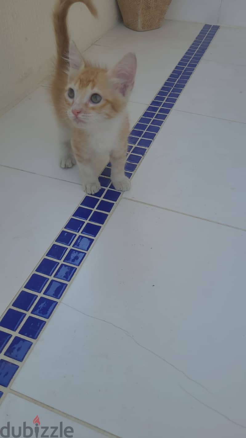 Cat for adoption for free 5