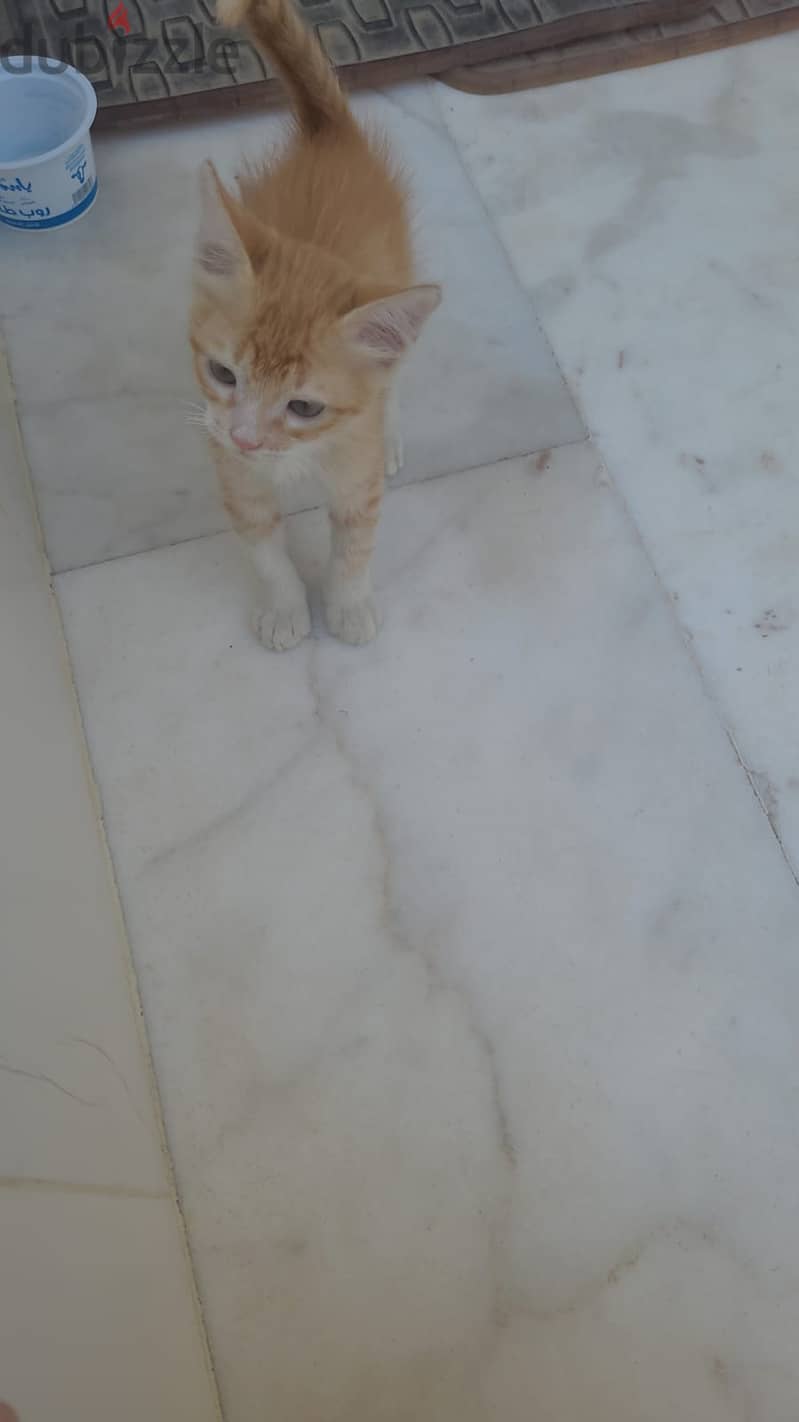 Cat for adoption for free 6