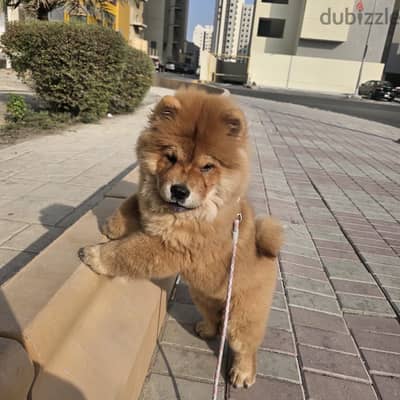 Chow chow puppy
