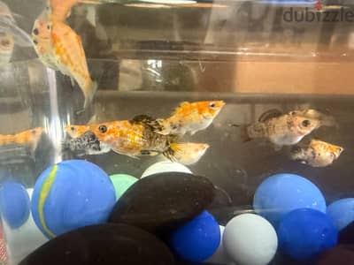 Imported molly fish available in jleeb