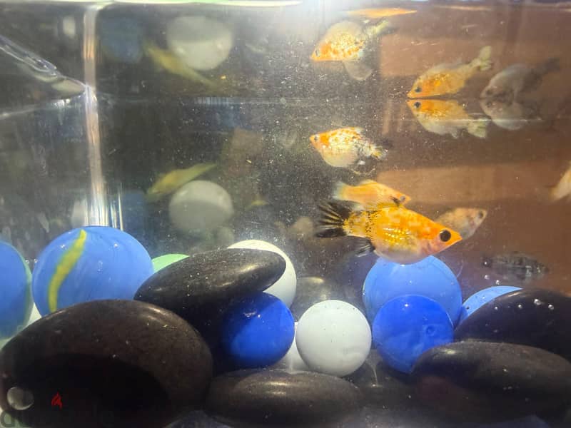 Imported molly fish available in jleeb 1