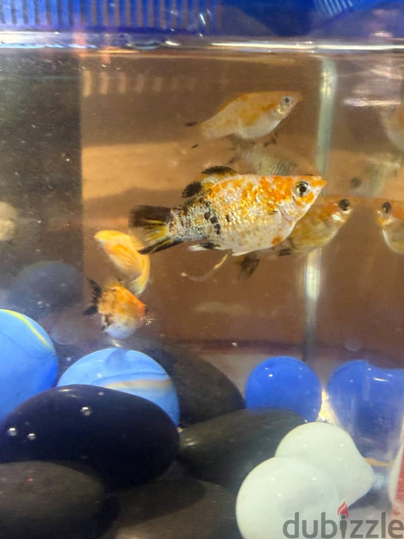 Imported molly fish available in jleeb 2