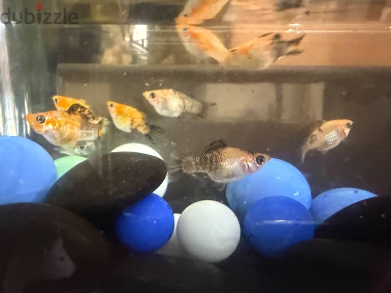 Imported molly fish available in jleeb 3