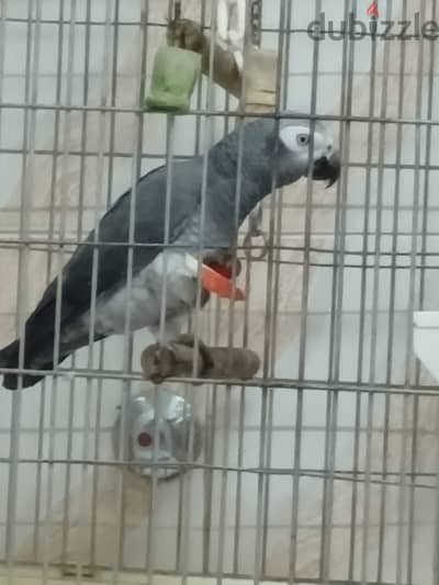 African Grey Parrot (Timneh) for immediate sale