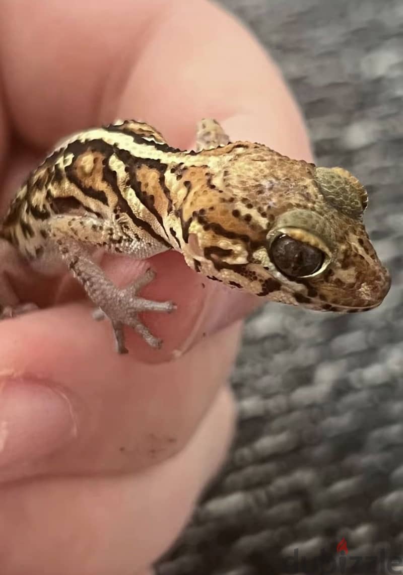 I need gecko that’s need a small tank to live in who got 1