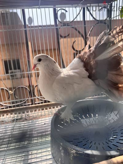 Beautiful Fan Tailed pigeons for sale