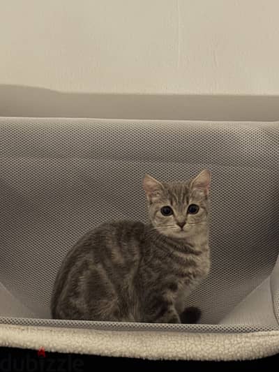 Rare | American Shorthair/British Shorthair Mix