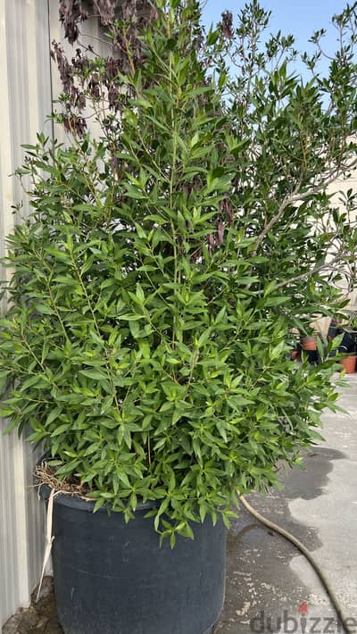 Conocarpus 2.5 Meter tall