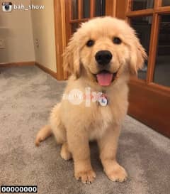 Golden retriever Puppy for Sale