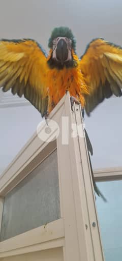 Macaw yellow and blue female