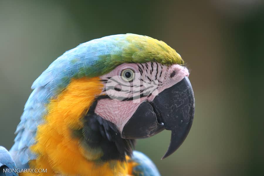 Macaw yellow and blue female 1