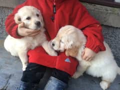 Whatsapp Me (+972 55507 4990) Golden Retriever Puppies