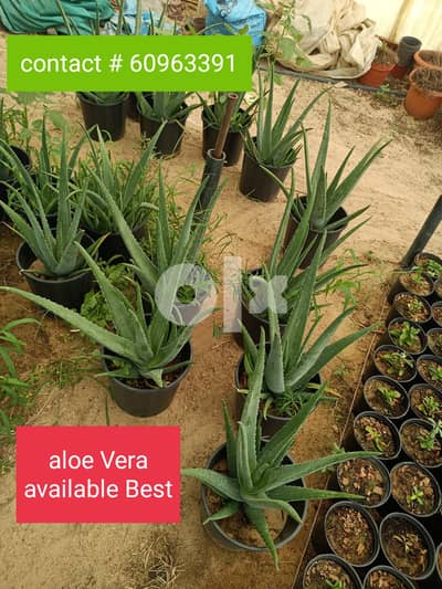 Best plants available