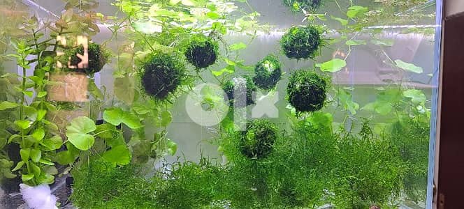 aquarium moss for sale.