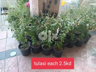 tulasi plants available