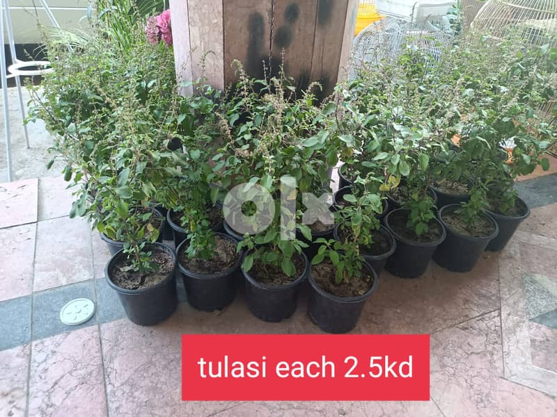 tulasi plants available 0