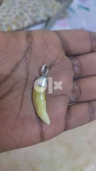 tiger teeth pendant with silver